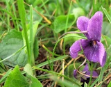 Viola mammola