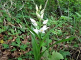 Cephalanthera longifolia