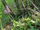 Orchis purpurea