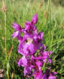 Orchis mascula