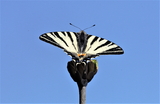 Iphiclides podalirius