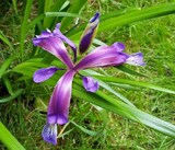 Iris graminea