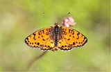 Melitaea didyma