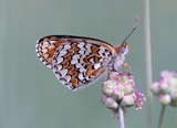 Melitaea Phoebe