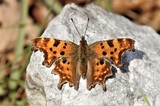 Polygonia c-album