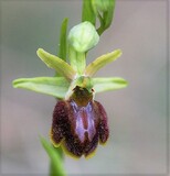 Ophrys spegodes