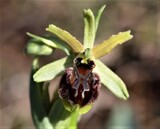 Ophrys sphegodes