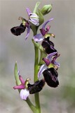 Ophrys X bertoloniformis