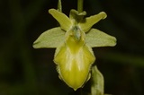 Ophrys sphegodes