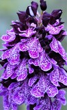 Orchis purpurea