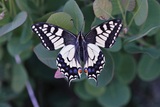 Papilio machaon