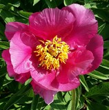 Paeonia