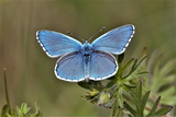 Polyommatus bellargus