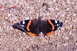 Vanessa atalanta