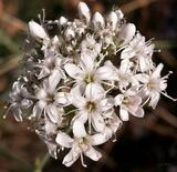 Gypsophila papillosa