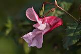 Impatiens_glandulifera