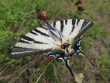 Iphiclides podalirius