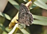 Leptotes pirithous