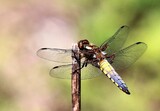 libellula depressa