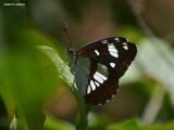 Limenitis reducta