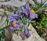 Linaria alpina