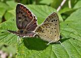 Lycaena tityrus