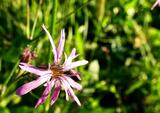 Lychnis flos-cuculi