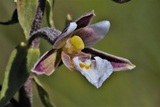 Epipactis palustris