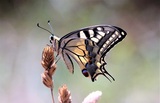 Papilio machaon