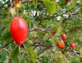 Rosa pendulina