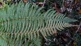 Polysticum aculeatum