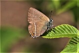 Satyrium acaciae