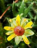 Saxifraga aizoides