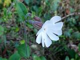 Silene latifolia