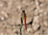 Sympetrum fonscolombii