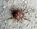 Araneus quadratus