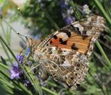 Vanessa cardui