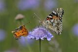 Vanessa-Melitaea