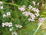 Asperula cynanchica