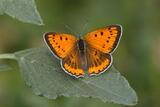 Lycaena dispar