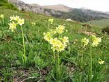 Primula elatior