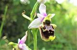 Ophrys holosericea