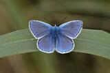 Polyommatus bellargus