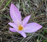 Colchicum lusitanum