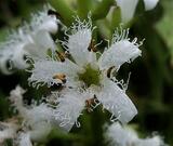 Menyanthes trifoliata