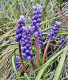 Muscari botryoides