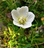 Parnassia palustris