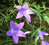 Campanula patula