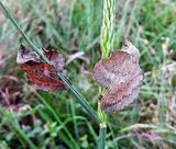 Phillodesma tremulifolium