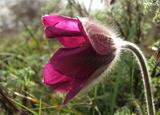 Pulsatilla montana